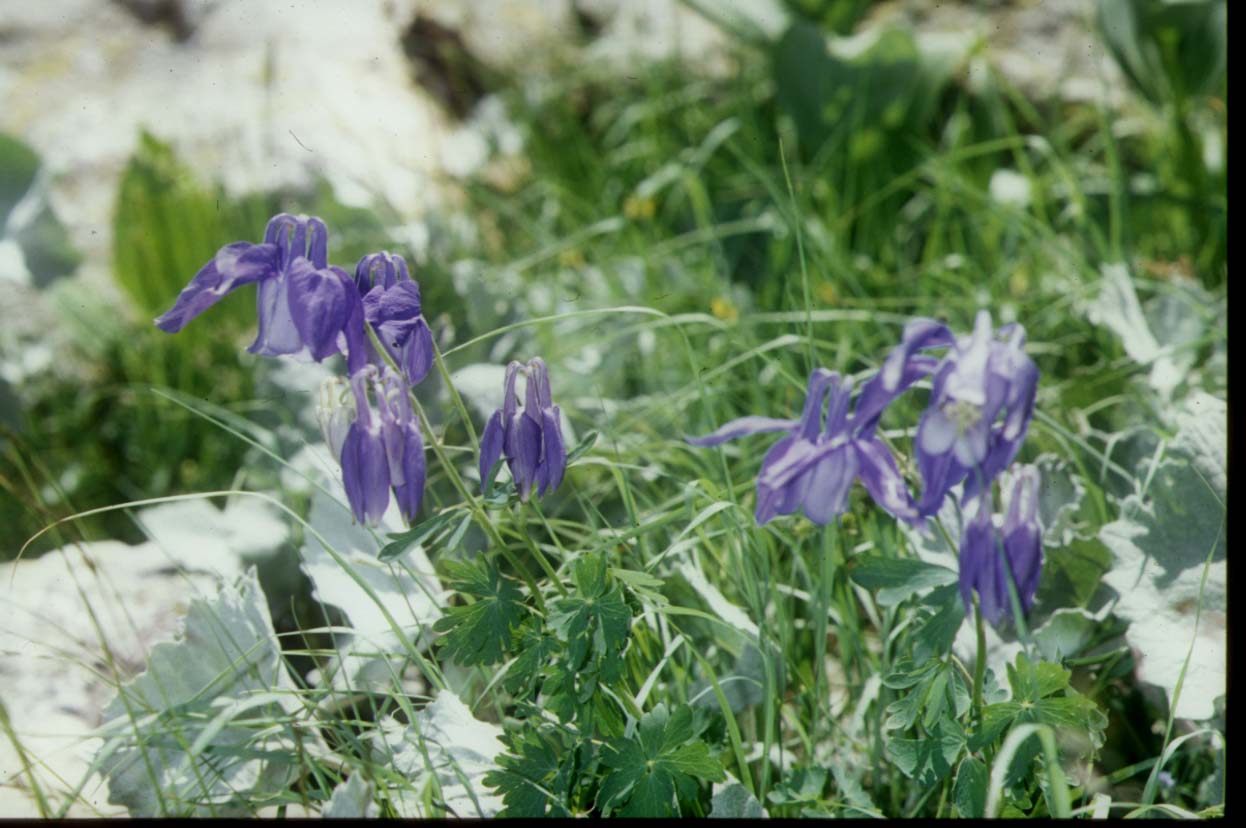 Aquilegia alpina / Aquilegia maggiore